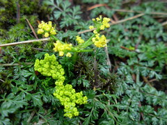 Lomatium hallii