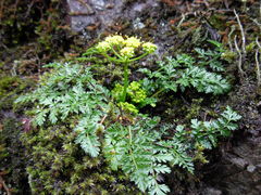 Lomatium hallii