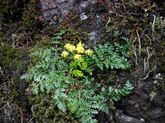 Lomatium hallii