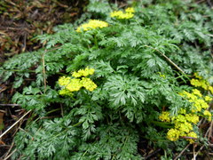 Lomatium hallii