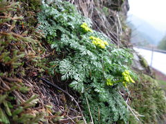 Lomatium hallii