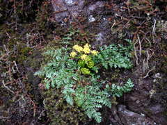 Lomatium hallii