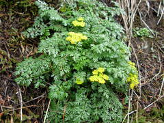 Lomatium hallii
