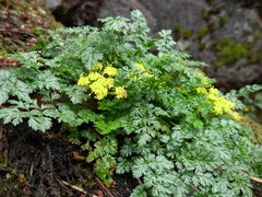 Lomatium hallii