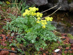 Lomatium hallii