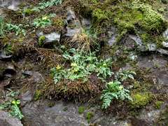 Lomatium hallii