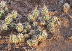 (c) Rosario Douglas, some rights reserved (CC BY) Grusonia clavata, photograph (c) Rosario Douglas, some rights reserved (CC BY)