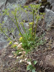Lomatium hallii