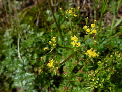 Lomatium hallii
