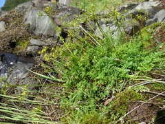Lomatium hallii