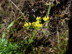 Lomatium hallii