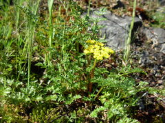 Lomatium hallii