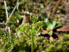Lomatium hallii