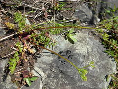 Lomatium hallii