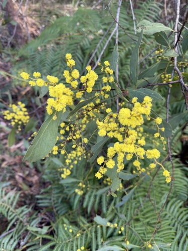 Mountain Hickory Wattle