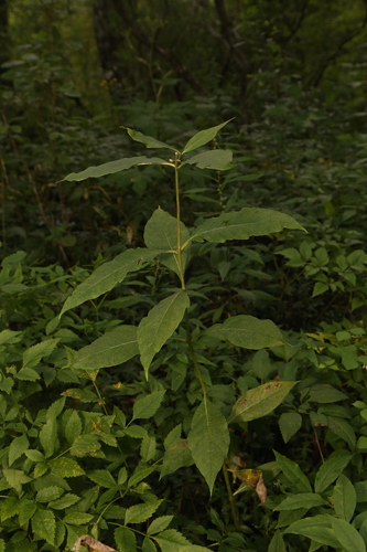 Asclepias exaltata, photograph 5