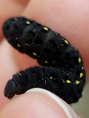 Parnassius clodius claudianus