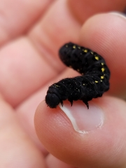 Parnassius clodius claudianus