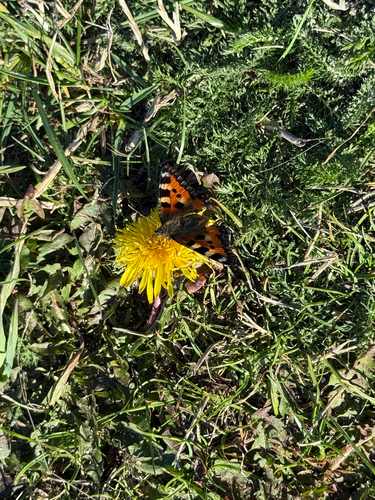 Small Tortoiseshell