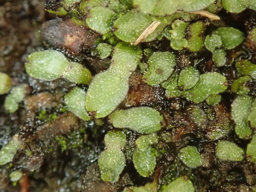 Targionia hypophylla observed 2026-08-22