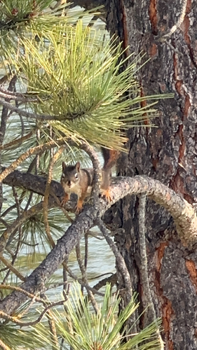 American Red Squirrel