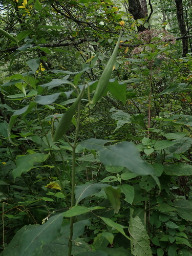 Asclepias exaltata, photograph 4