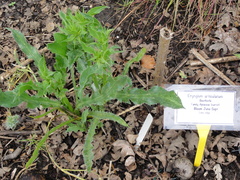 Eryngium articulatum