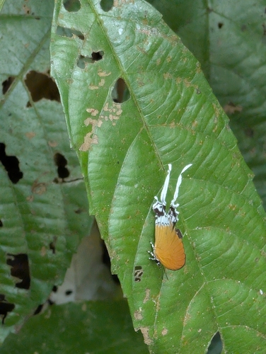 Eooxylides tharis