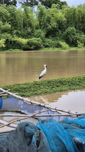 Asian Openbill