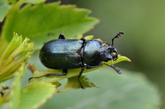 Platycerus caraboides