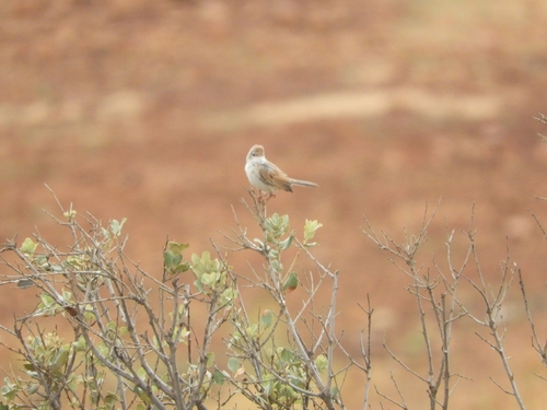 Greater Whitethroat