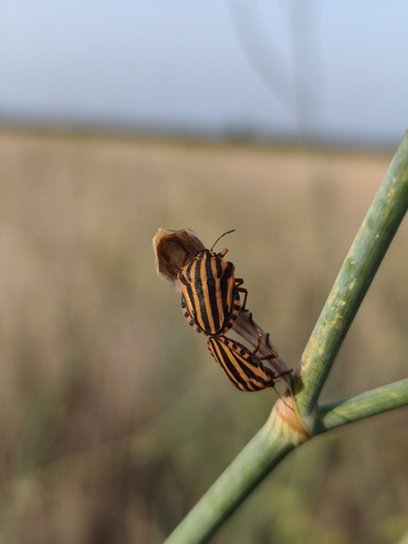 Sardinian Striped Shield Bug