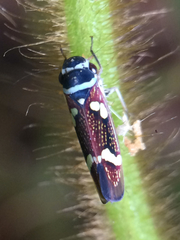 Macugonalia leucomelas