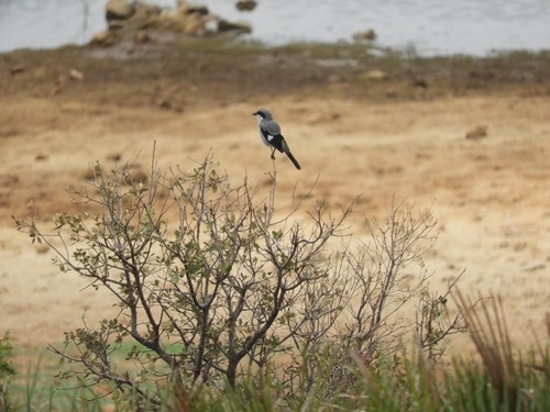 Great Gray Shrike
