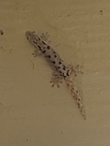 Lepidodactylus lugubris observed 2026-08-22