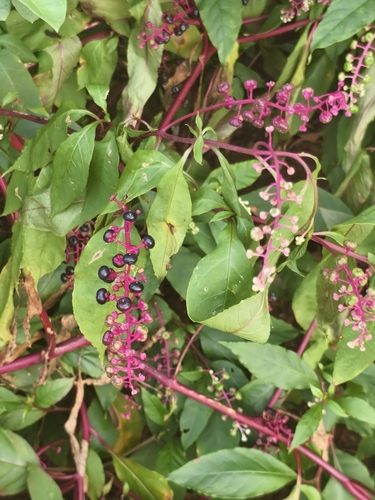 American pokeweed
