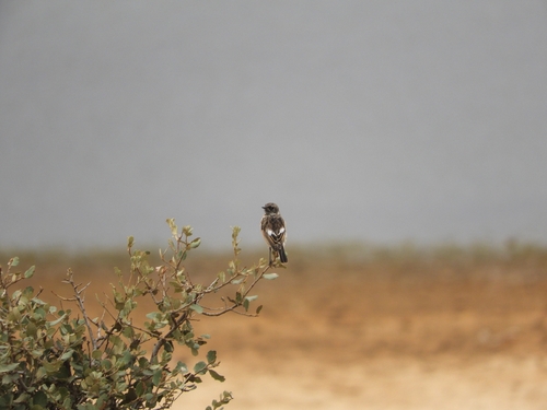 European Stonechat