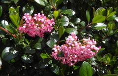 Escallonia rubra macrantha