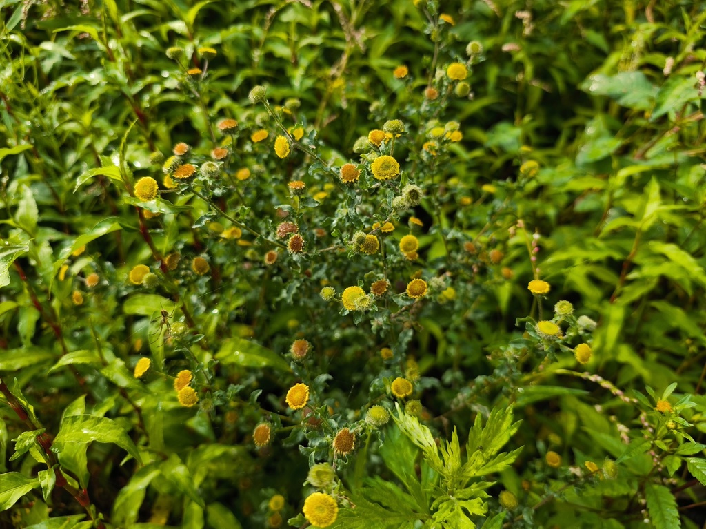 Pulicaria vulgaris; photograph (c) arthur_haendler, some rights reserved (CC BY)