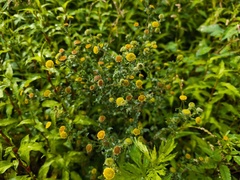 Pulicaria vulgaris