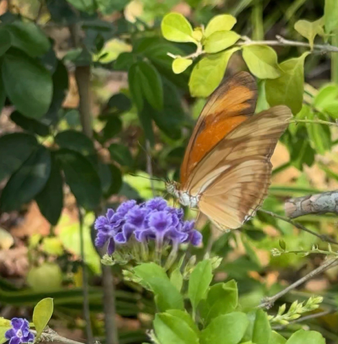 Dryas iulia