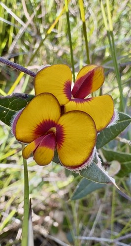 Common Flat-pea