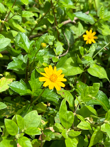 Trailing Daisy