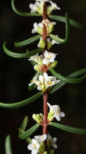 bootlace bush