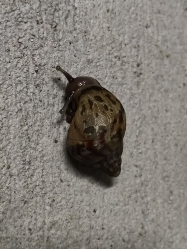 African Giant Snail