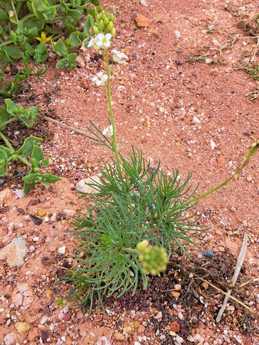 Arabidella glaucescens observed 2026-08-23