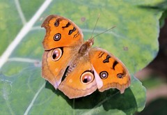 Junonia almana