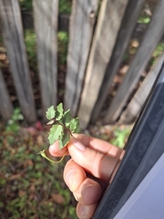 Lobelia purpurascens, photograph (c) Kaela Lowry, some rights reserved (CC BY)