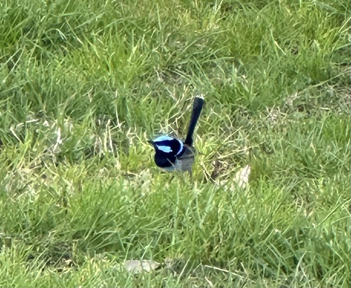 Superb Fairywren