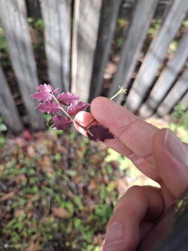 Lobelia purpurascens, photograph 5